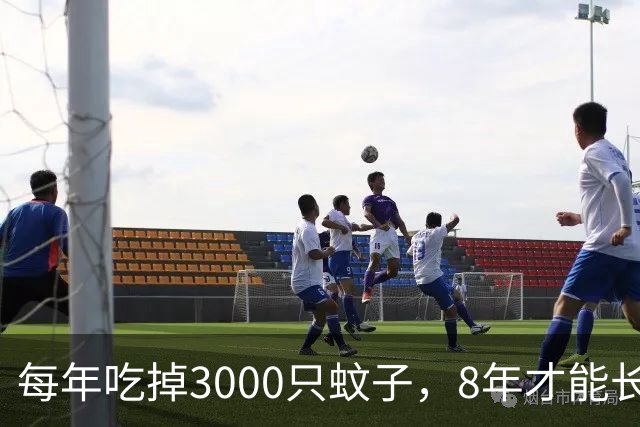 每年吃掉3000只蚊子，8年才能长大，却被人类作为美食大量捕捉